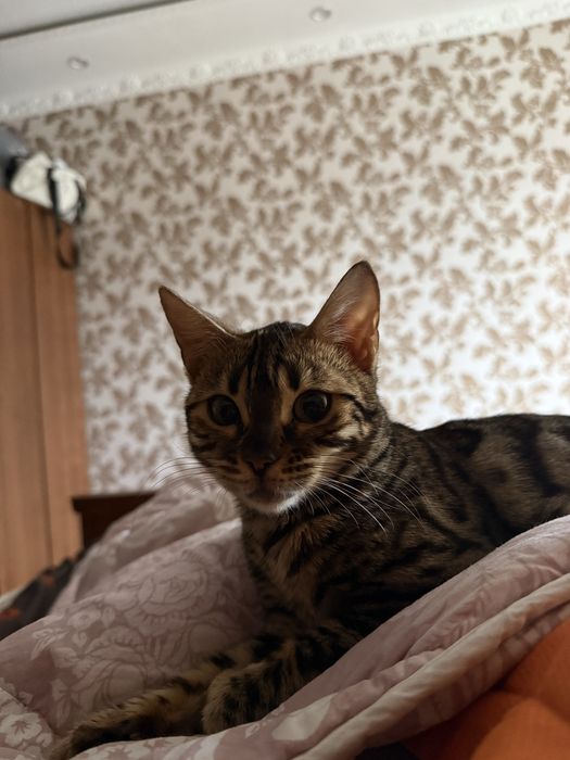 Бенгальская кошечка