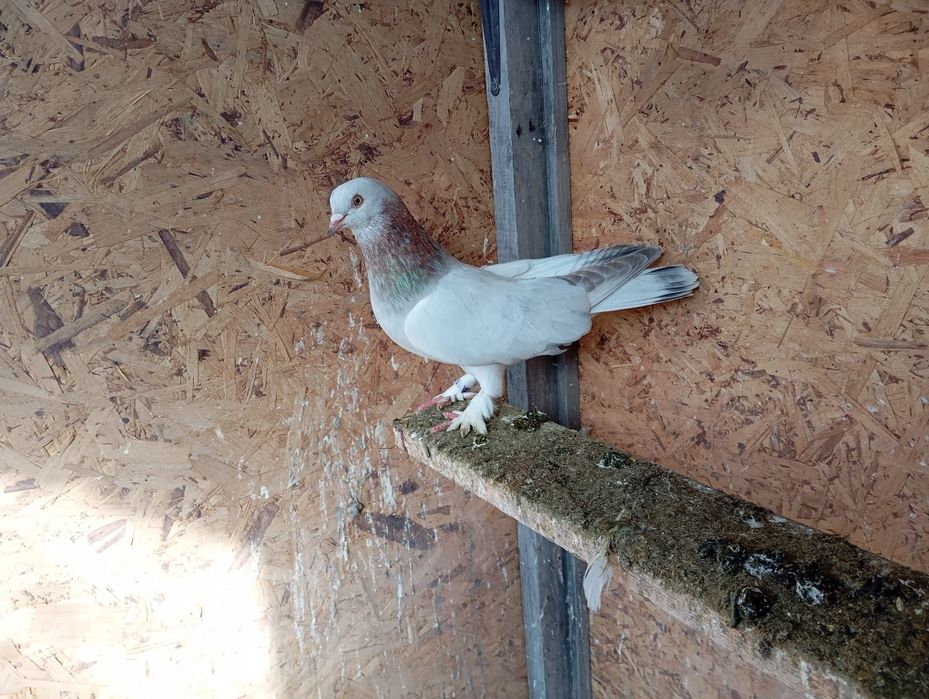 Продаются голуби породы Такла