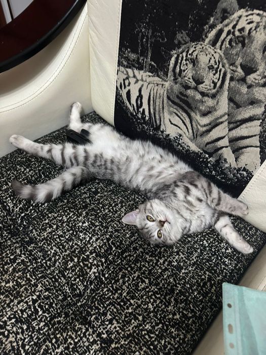 Котята шотландцы вислоухие