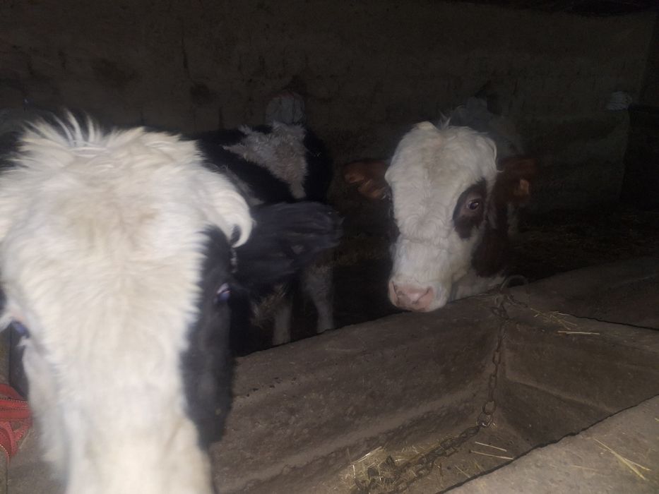 2 бас 1 жастан аскан бычоктар