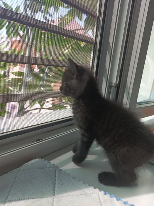 Котёнок девочка ищет дом