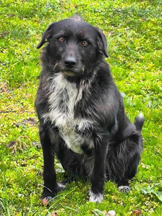 Търсим дом за куче