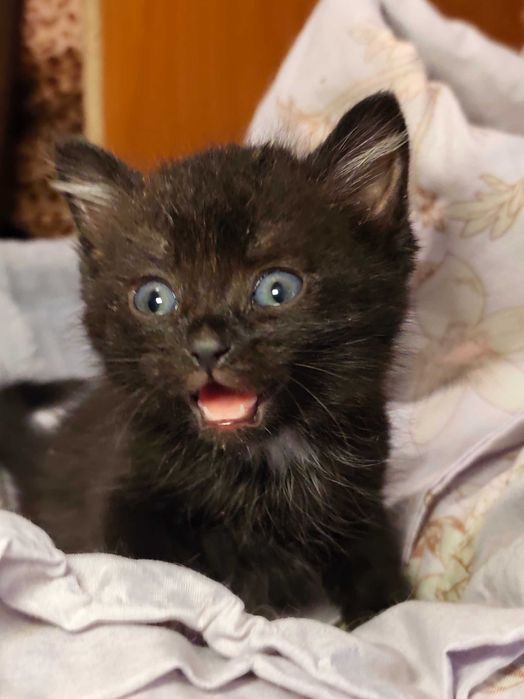 Котята 1,5 месяца ищут дом