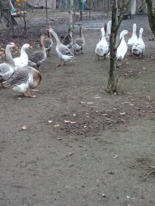 De vânzare gâște tinere