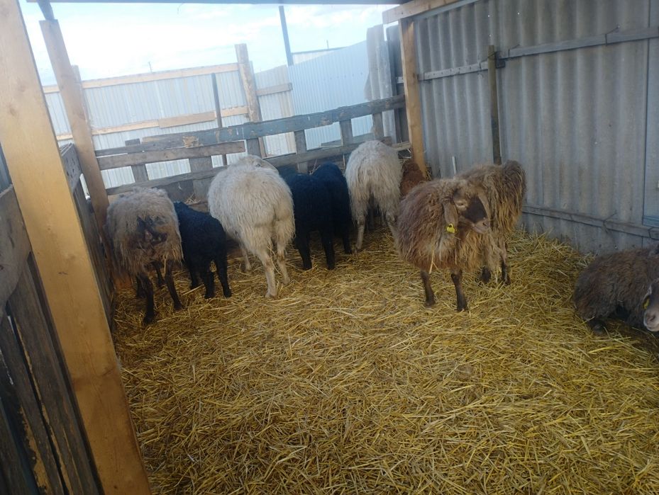 Қойлар сатамын немесе ауыстыру