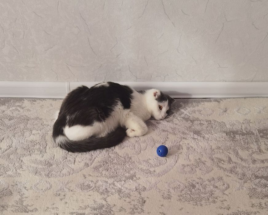 Отдам в добрые руки кошечку