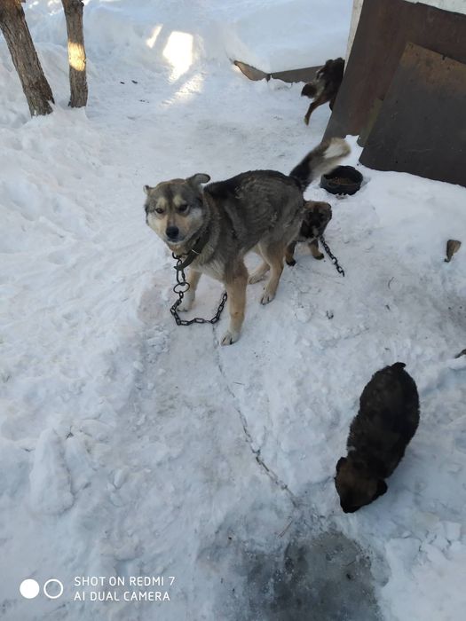 Дарю щенят от  дстойного кабеля