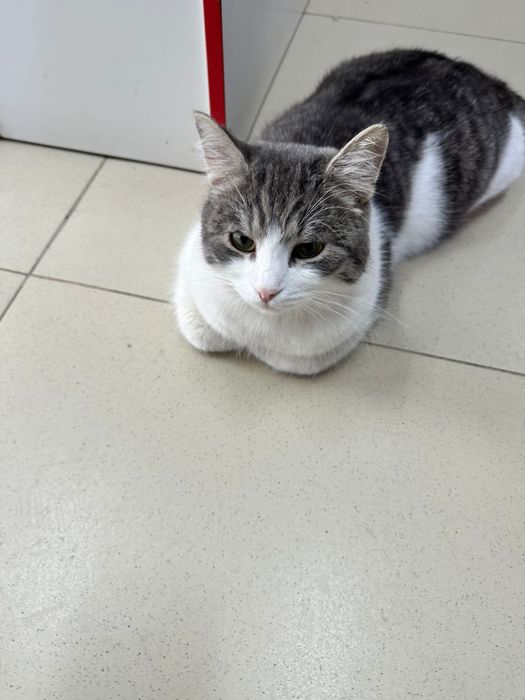 Ищем дом для котика Мурзика