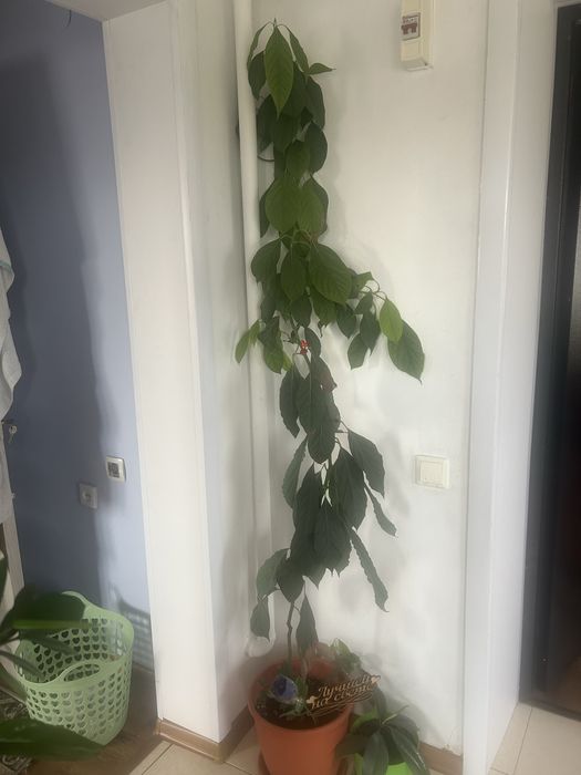 Продам авокадо высота 1,70