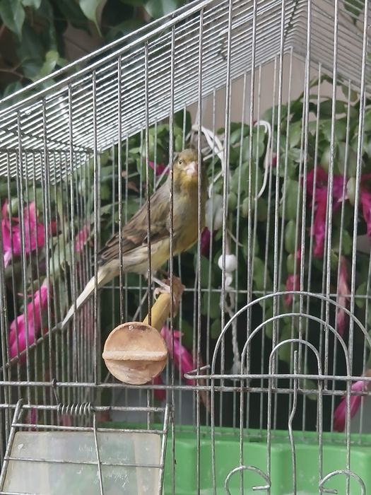 Млад мъжки канар