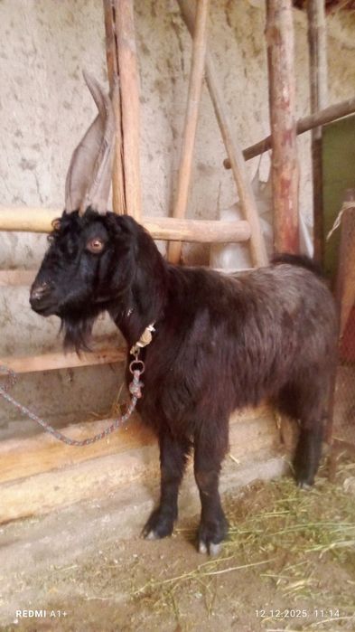 Сарка сотилади бичилан