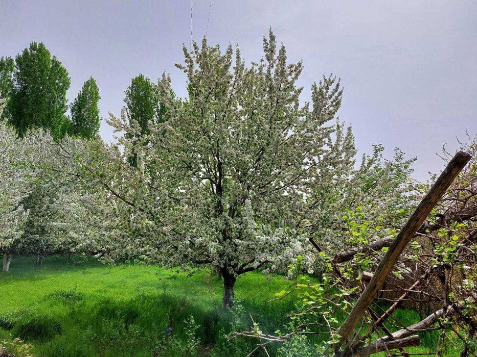 yer sotiladi Zangiota tumani Zangiota ziyoratgohi togrisi