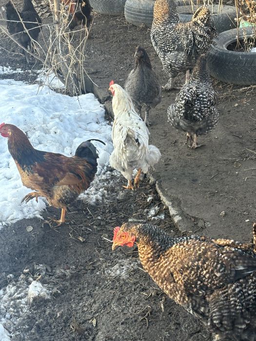 Молодые петухи.