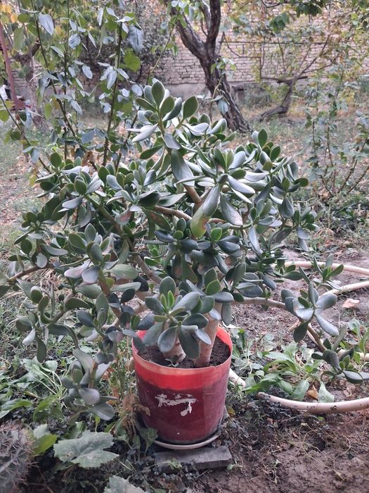 Продаются цветы денежное дерево по 200-300тысяч сум