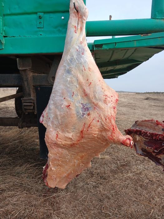 Мясо говядина молодняк