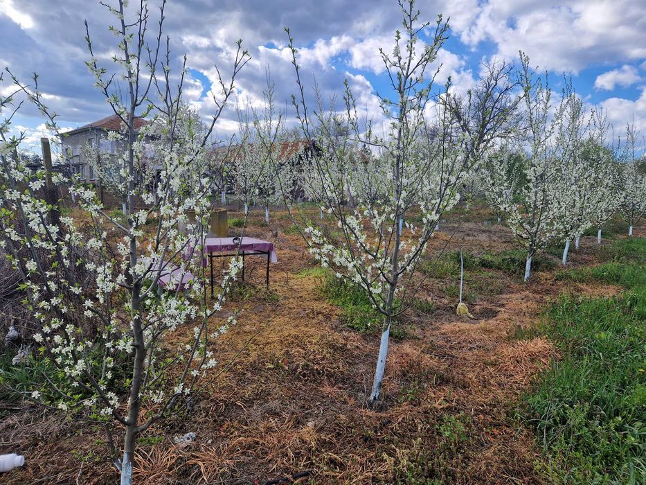 Земеделска земя с 150 сливови дръвчета,кладенец и капково напояване