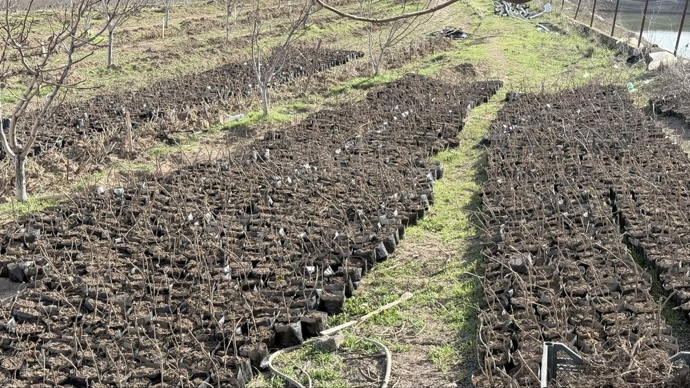 малина кучатлари бор ДЕЛНИВА НАВИ полшадан
