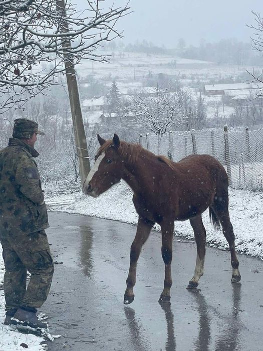Продава се конче