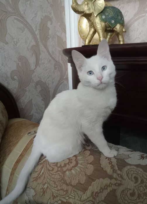 Продаётся белая  кошка