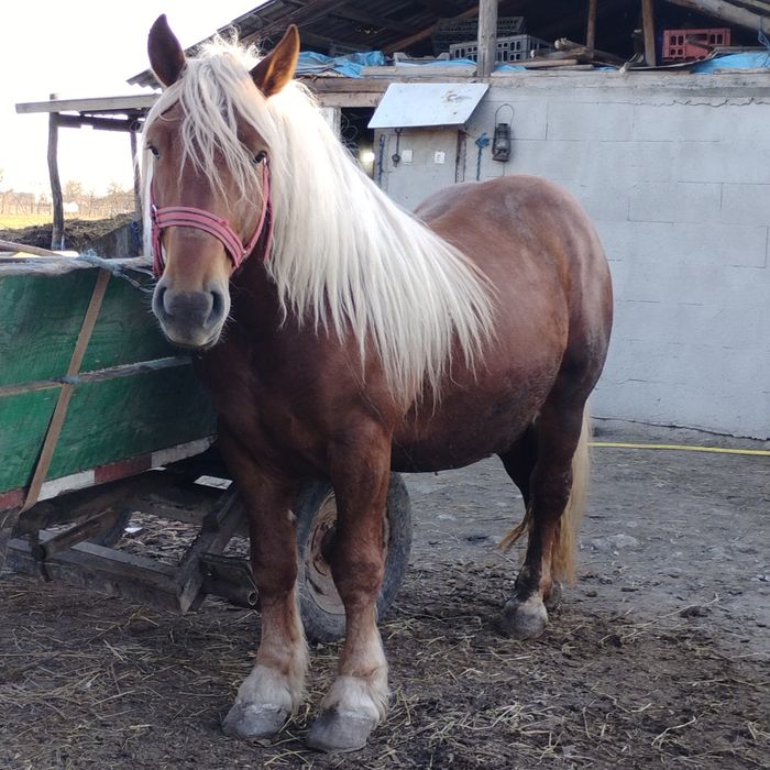 De vânzare  armăsar