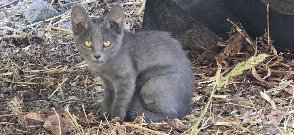 Pui de pisica spre adopție,