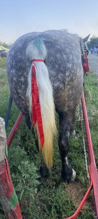 Eapă de 5 ani 8,9 sute kg  a făta mai are o lună