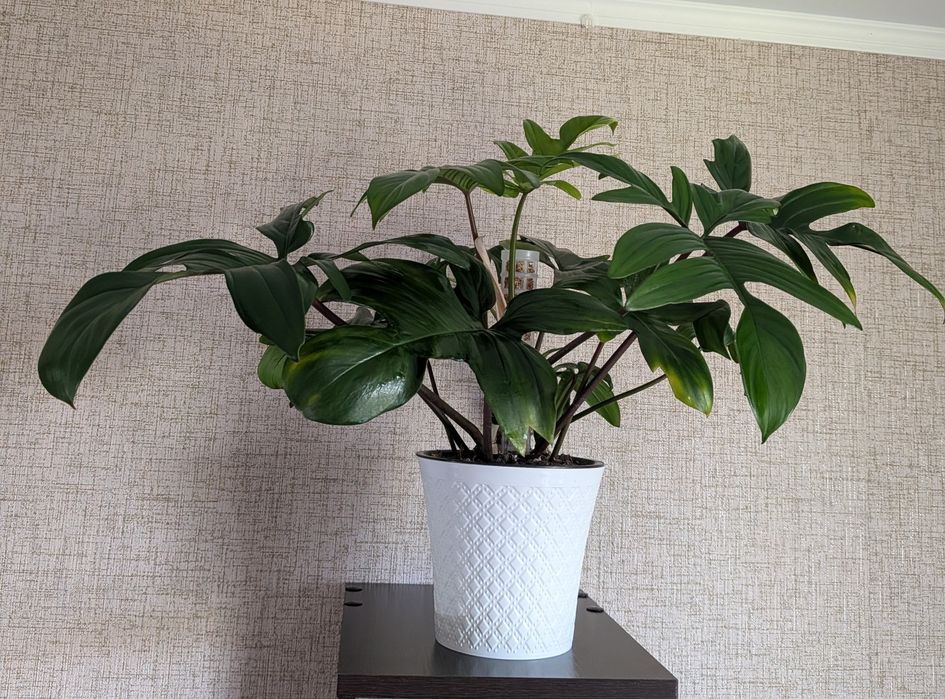 Продам филодендрон сорта Florida Green