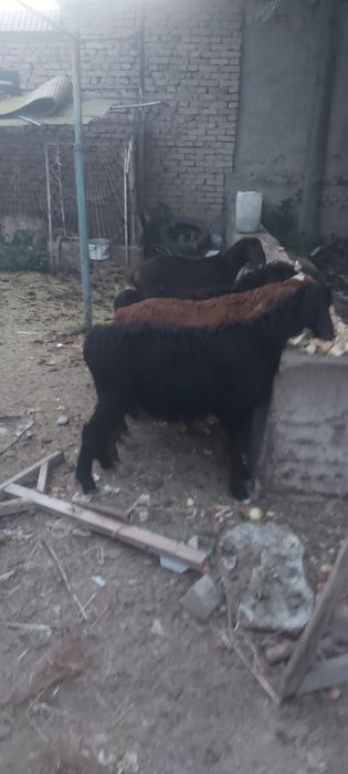 Кузи 8та кучкар 1та ургочи соглом доставка бор
