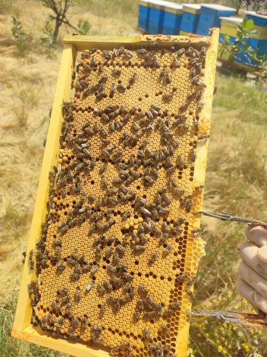 Пчелни семейства 2026