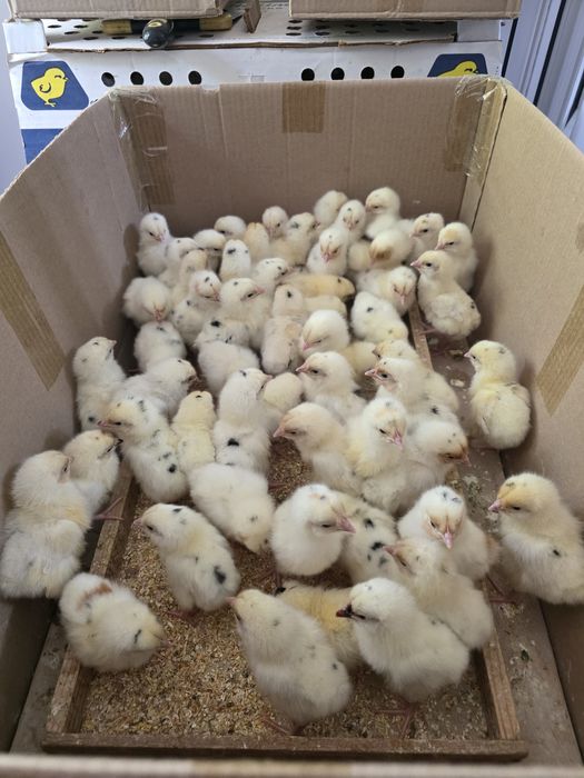 Хаммаси 100 % товук чикади Цыплята курочки несушки