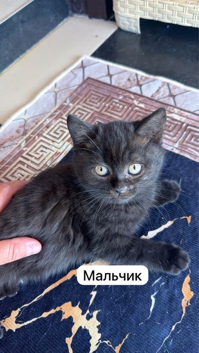 котята,два мальчика