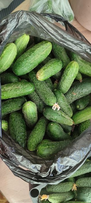 Продам огурцы домашние