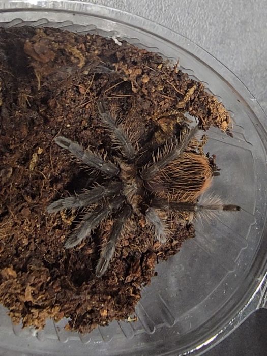 Тарантула      .