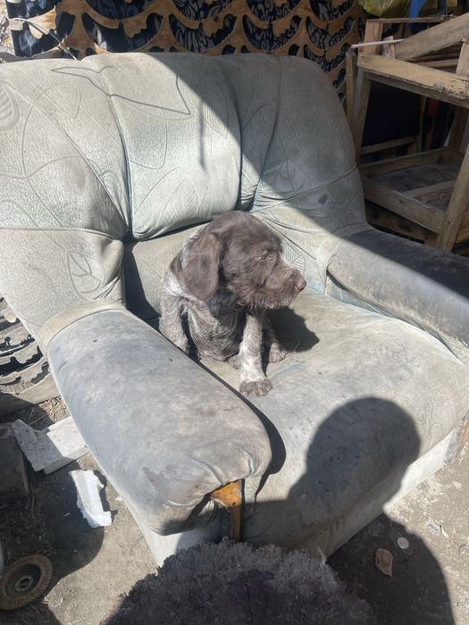 Девочка дратхара