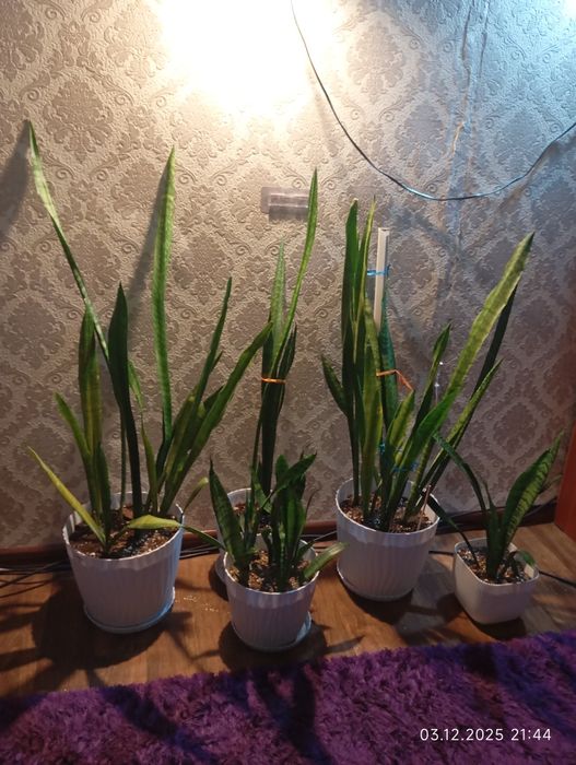 Продаю цветы сенсиверии