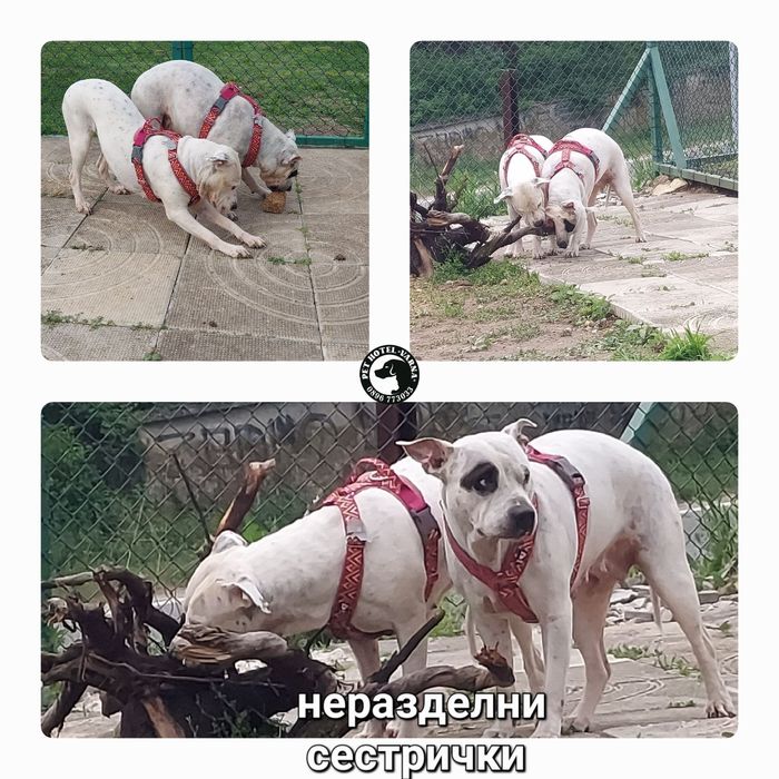 Хотел за домашни любимци Pet Hotel Зоо хотел