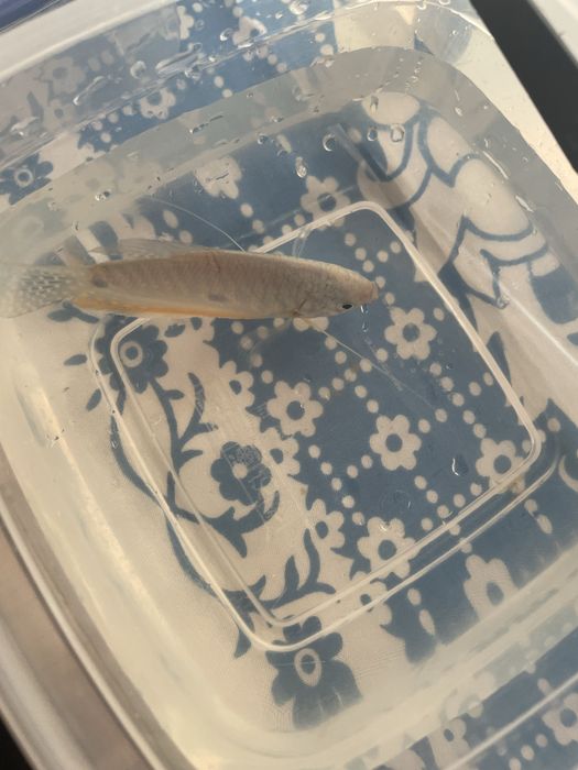 Аквариумный рыбки