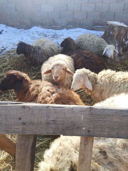 Семиз токтылар сатылады