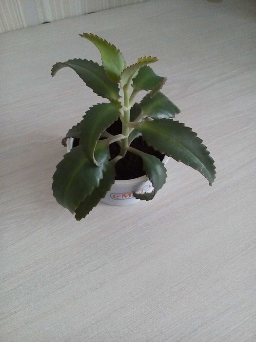 Продам лечебный цветок каланхоэ