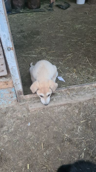 Күшік сатылады тазы