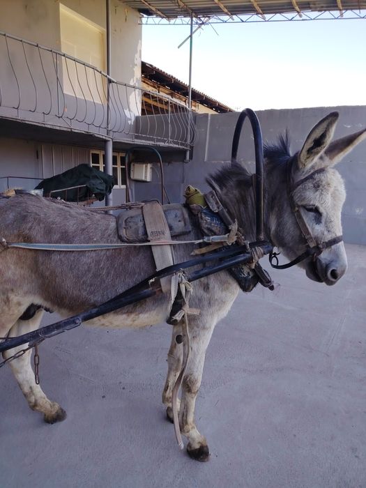 Honor X9d jsjeejemjdh