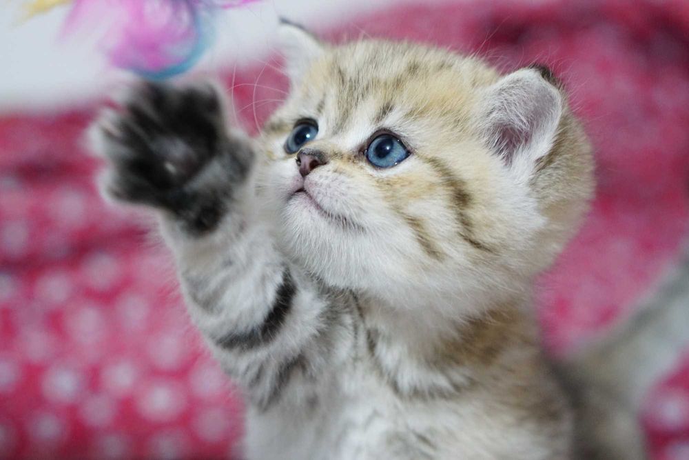 Британски Късокосмести котета