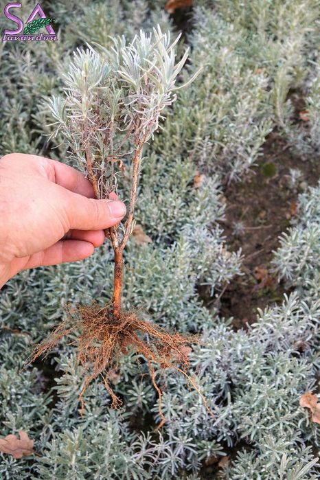 Butași de lavandă 1 an cantități mari