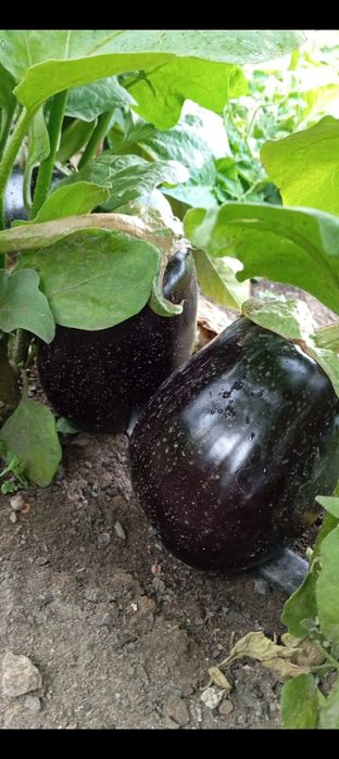 Помидоры, баклажаны,перец сладкий