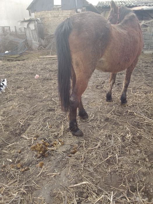 Vând o iapă de abator