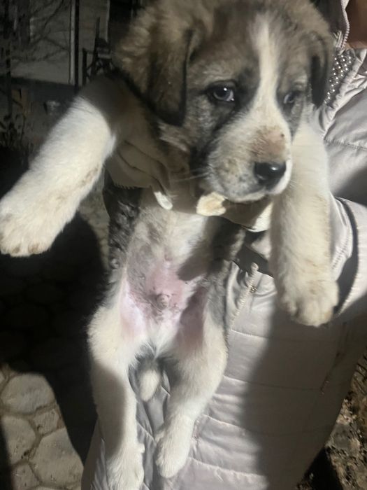 Төбет күшік сатылады еркек