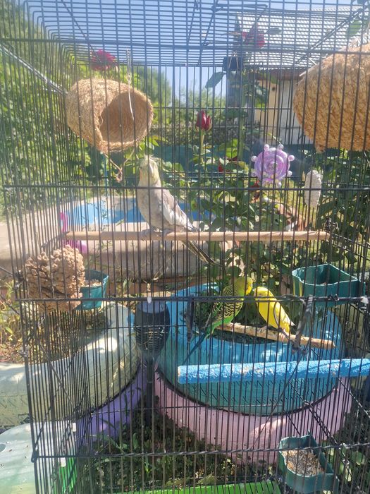 Клетка с попугаями