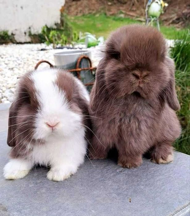 Iepurasi berbec pitic - Mini lop