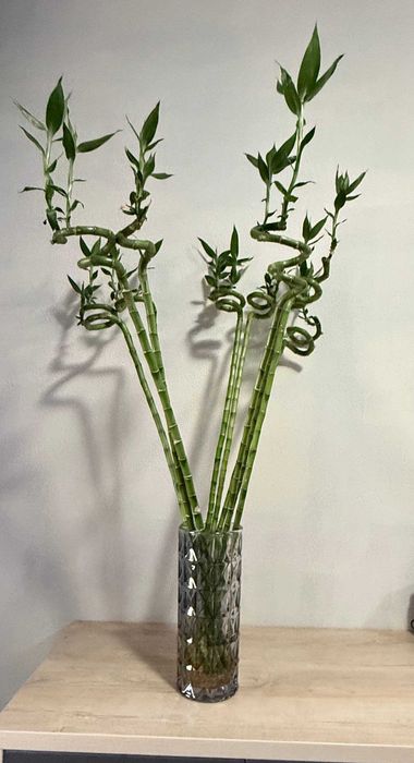 Продаётся «Бамбук счастья» (Dracaena sanderiana)