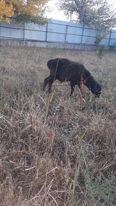 Qóchqorlar sotiladi